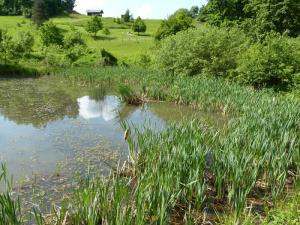 Mlake so vodna bivališča dvoživk, kjer poteka razmnoževanje in razvoj ličink do preobrazbe v mladostne osebke.